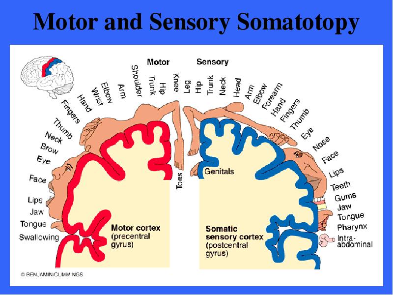 Motor and Sensory Somatotopy