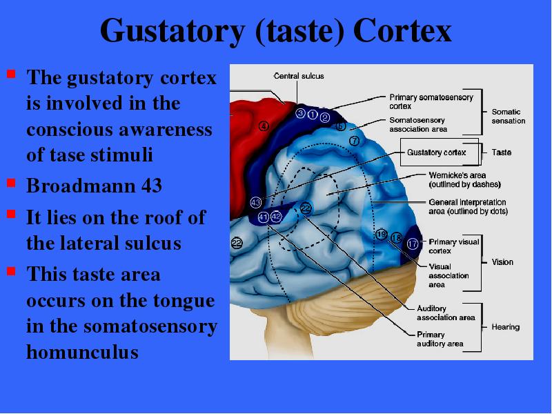 Gustatory taste Cortex The