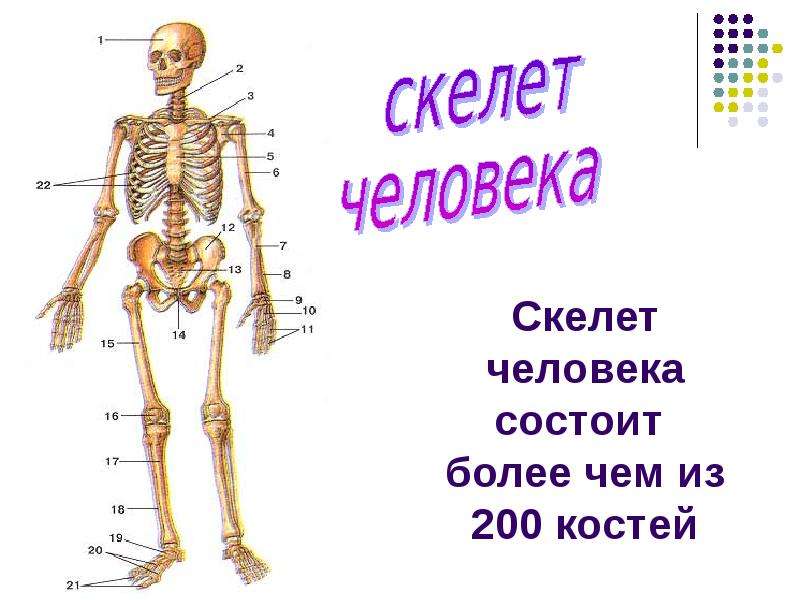 Скелет человека состоит более