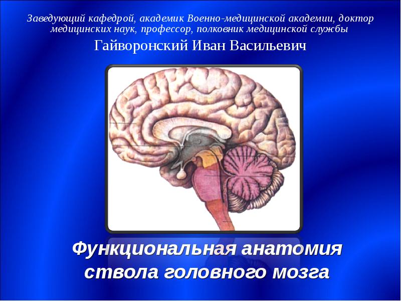 Презентация Функциональная анатомия ствола головного мозга (ромбовидного мозга)