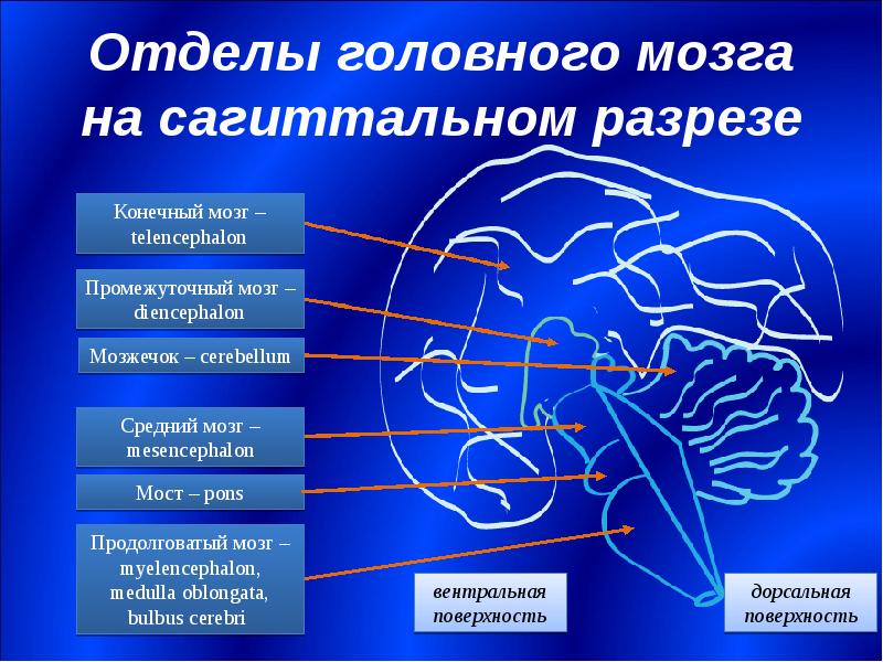 Отделы головного мозга на