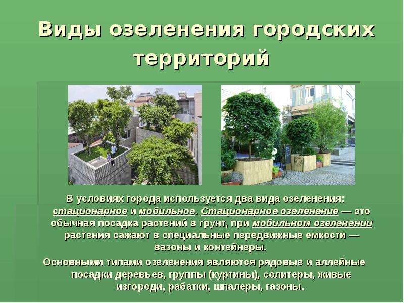Виды озеленения городских