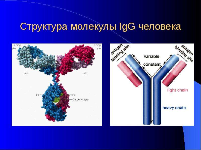 Структура молекулы IgG