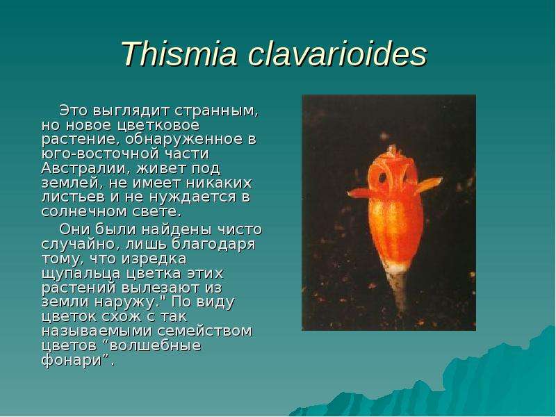 Thismia clavarioides Это