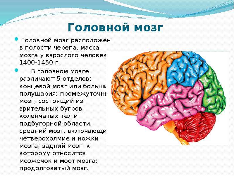 Головной мозг Головной мозг