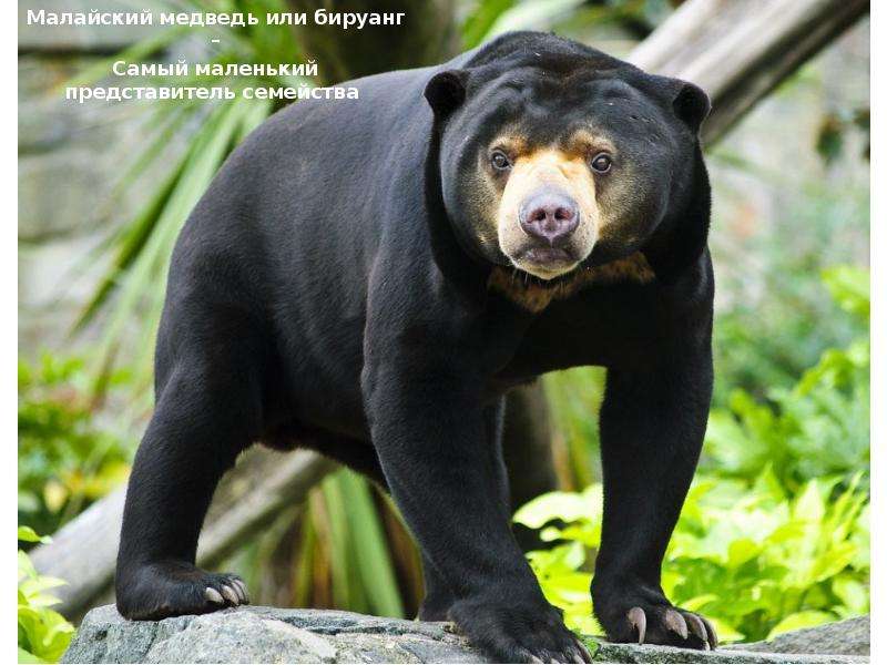 Малайский медведь или бируанг