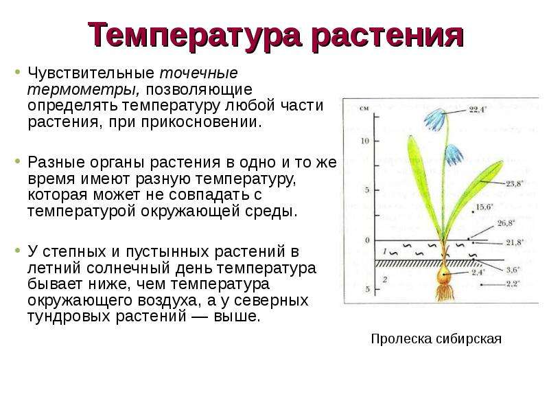 Температура растения