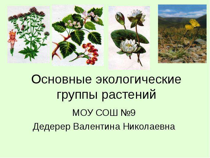 Презентация Основные экологические группы растений