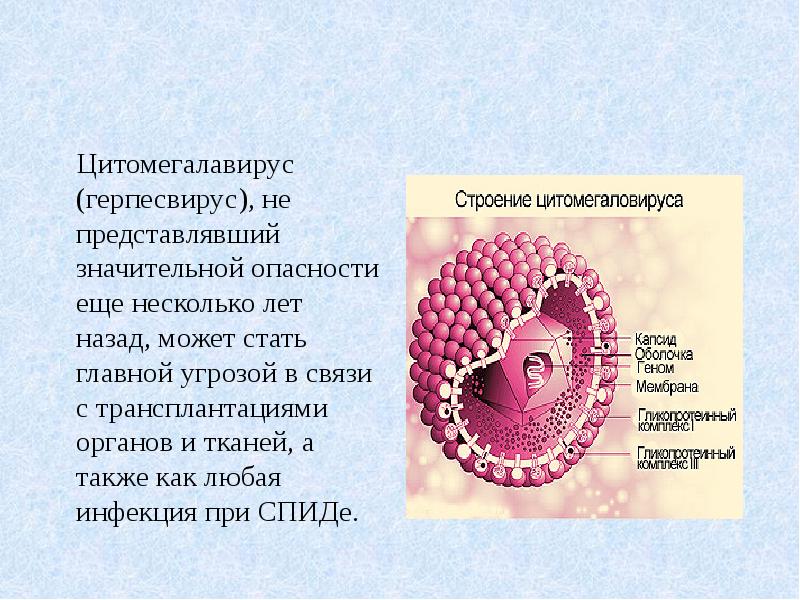 Цитомегалавирус герпесвирус ,