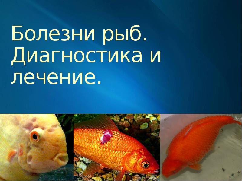 Презентация Болезни рыб. Диагностика и лечение