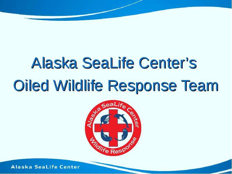 Презентация Alaska SeaLife Centers Oiled Wildlife Response Team