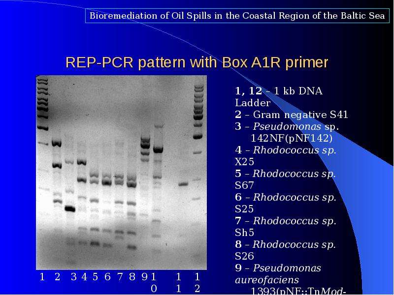 REP-PCR pattern with Box A R