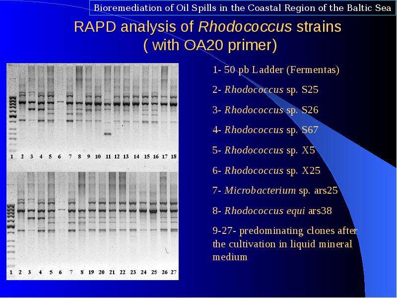 RAPD analysis of Rhodococcus