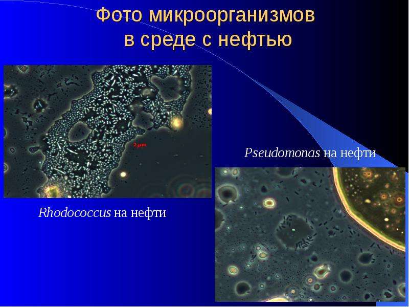 Фото микроорганизмов в среде