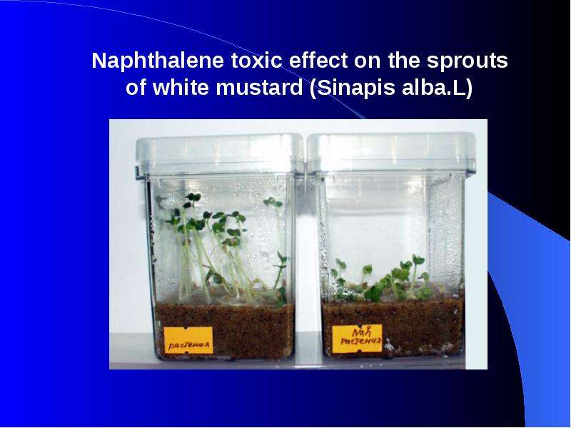 Naphthalene toxic effect