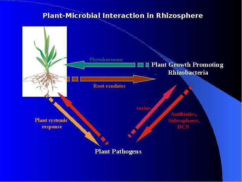 Plant-Microbial Interaction