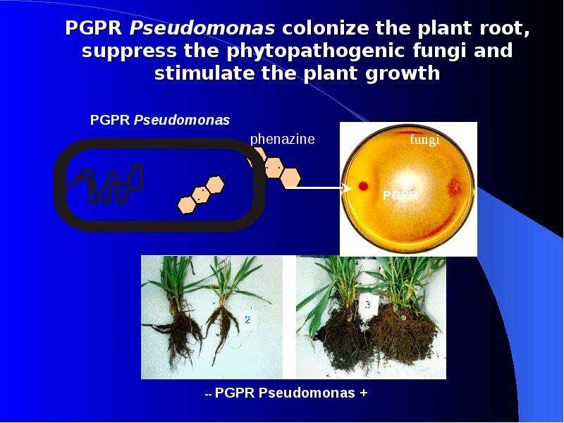 PGPR Pseudomonas colonize the