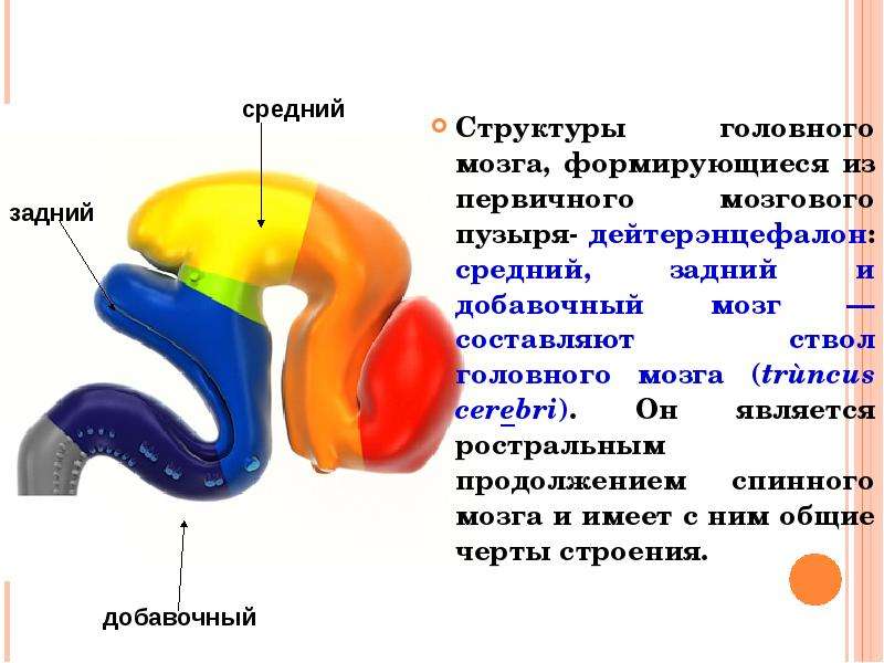 Структуры головного мозга,