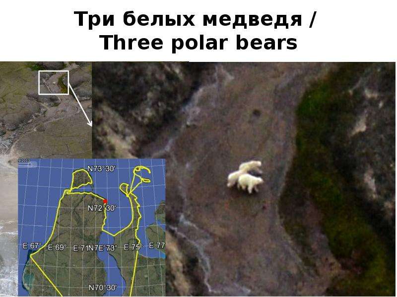 Три белых медведя Three polar