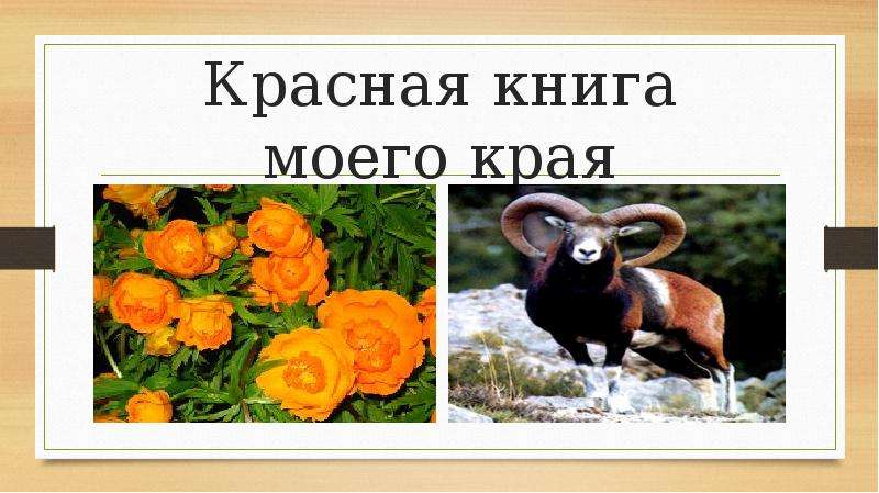 Презентация Редкие и исчезающие виды растений и животных Восточно-Казахстанской области