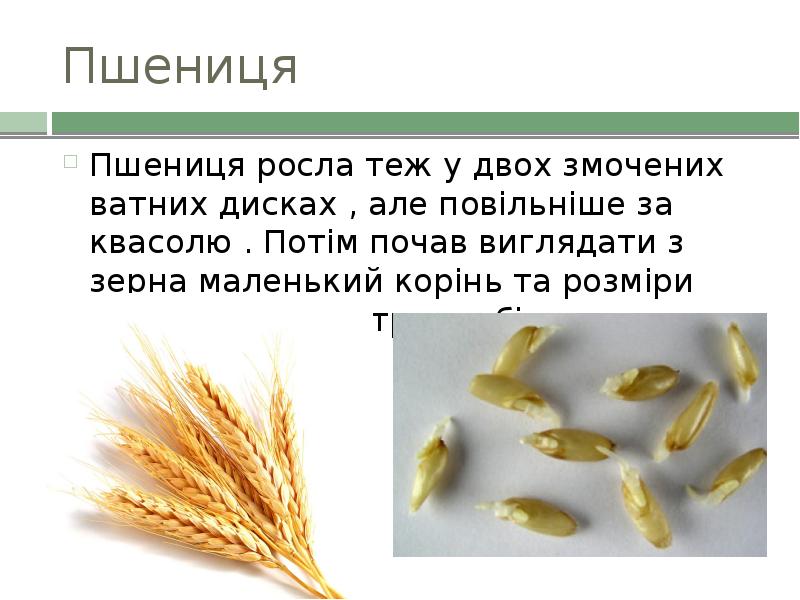 Пшениця Пшениця росла теж у