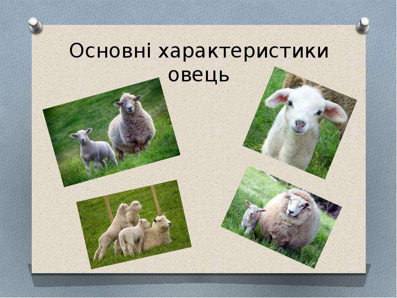 Основн характеристики овець
