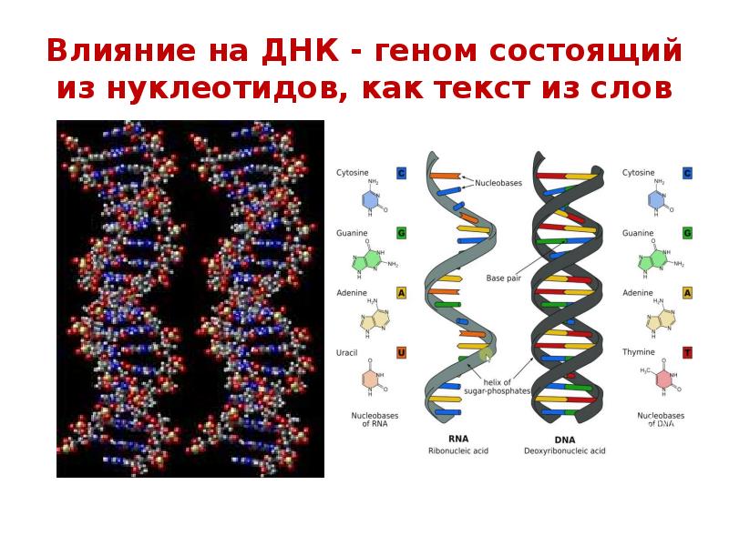 Влияние на ДНК - геном