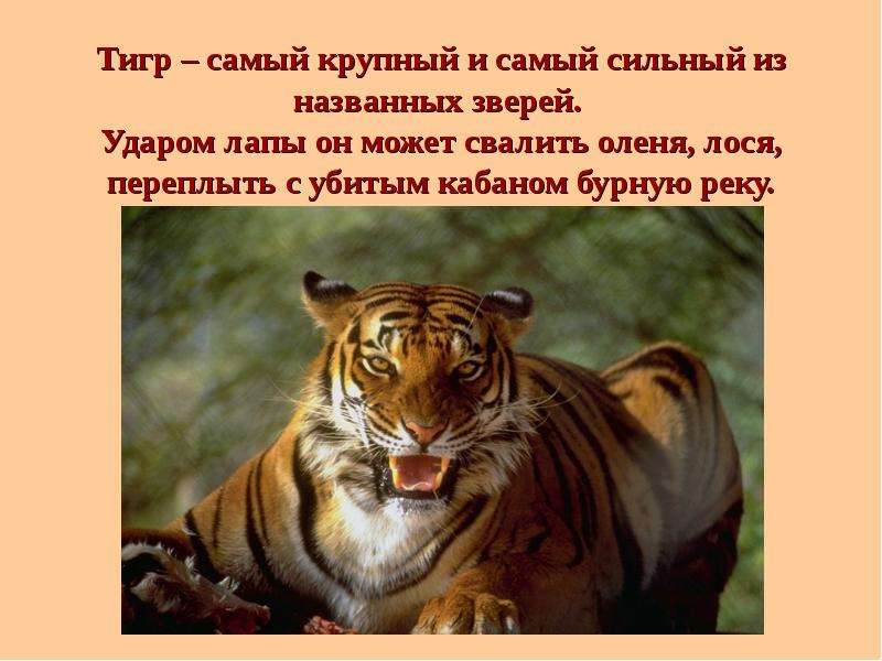Тигр самый крупный и самый