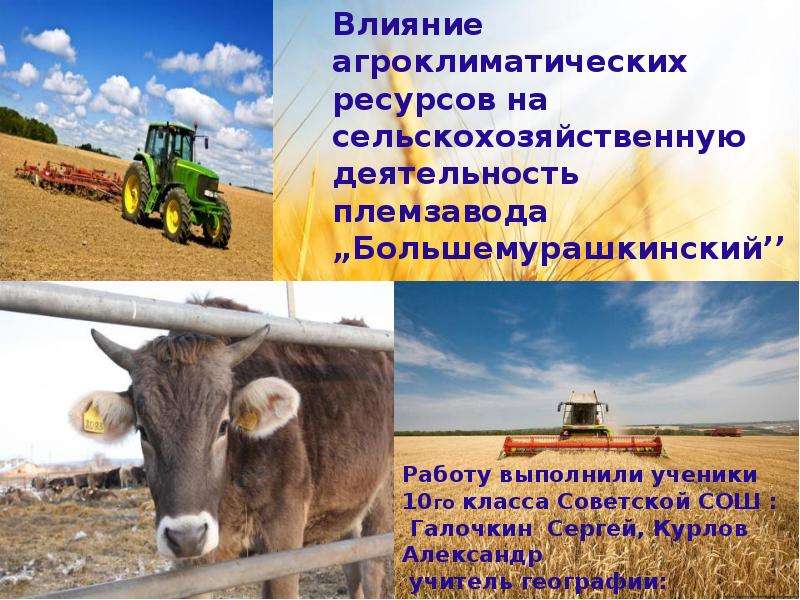 Презентация Влияние агроклиматических ресурсов на сельскохозяйственную деятельность племзавода Большемурашкинский