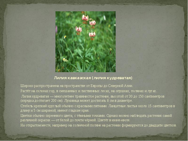 Лилия кавказская лилия