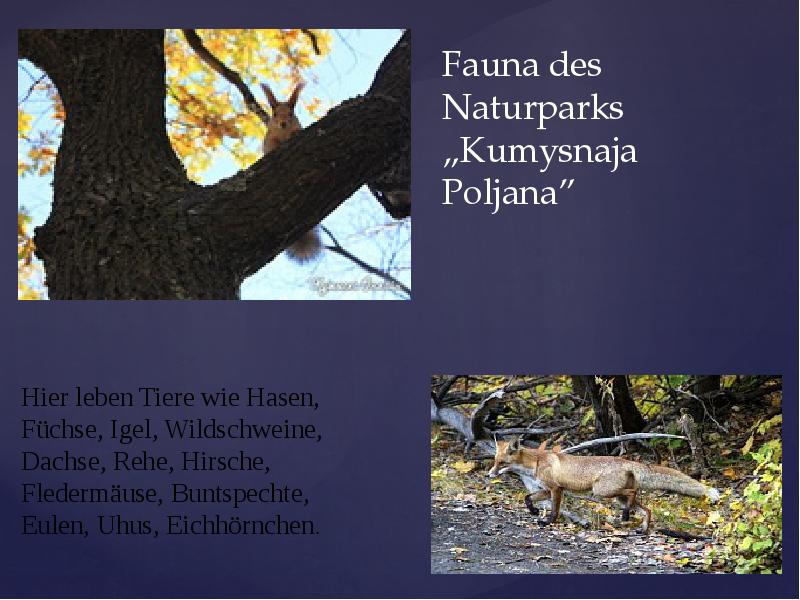 Fauna des Naturparks