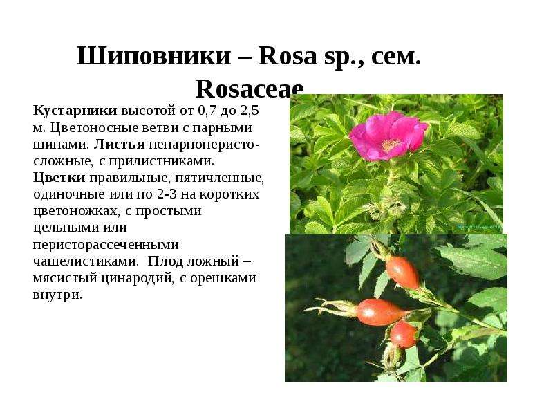 Шиповники Rosa sp., сем.