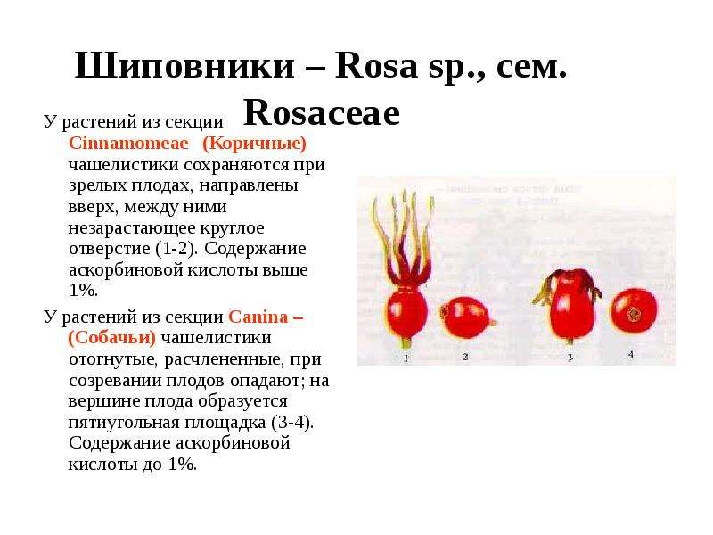Шиповники Rosa sp., сем.