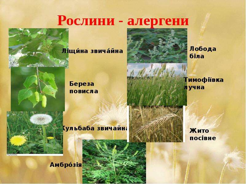Рослини - алергени