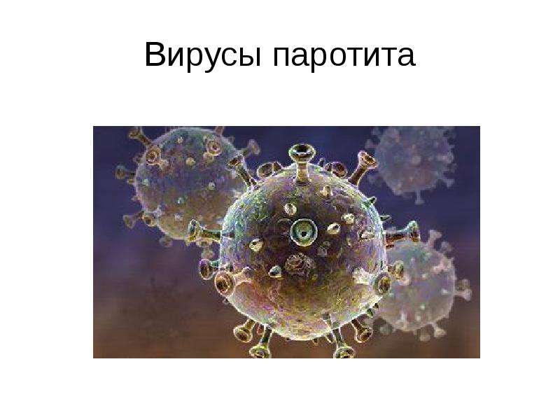 Вирусы паротита