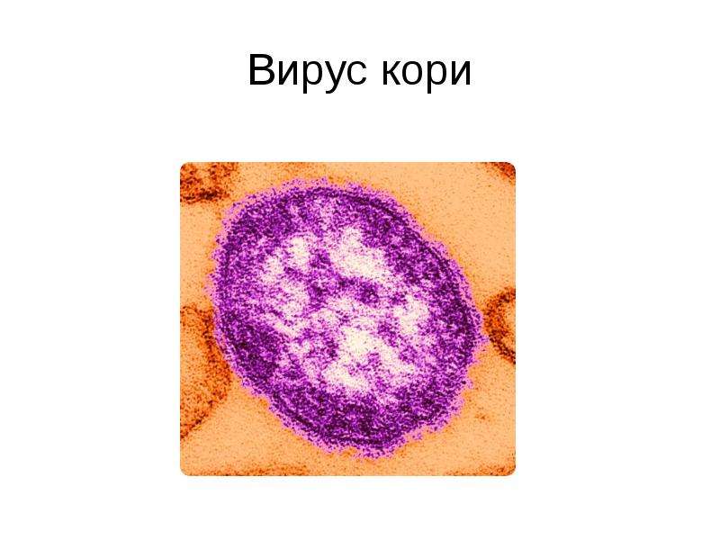 Вирус кори