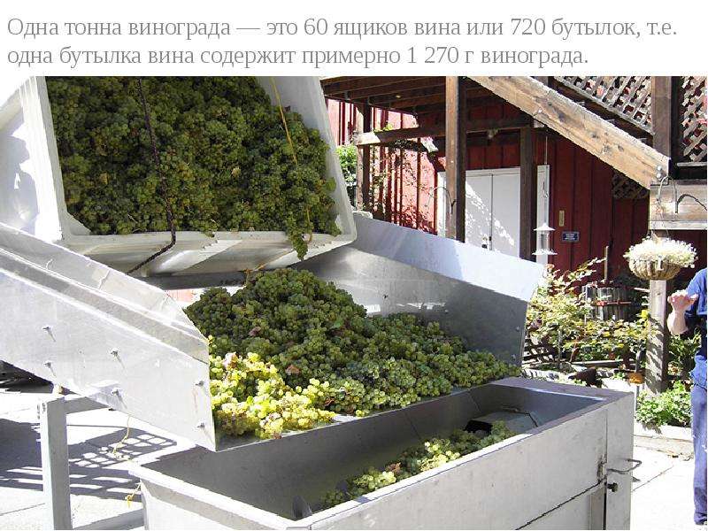 Одна тонна винограда это