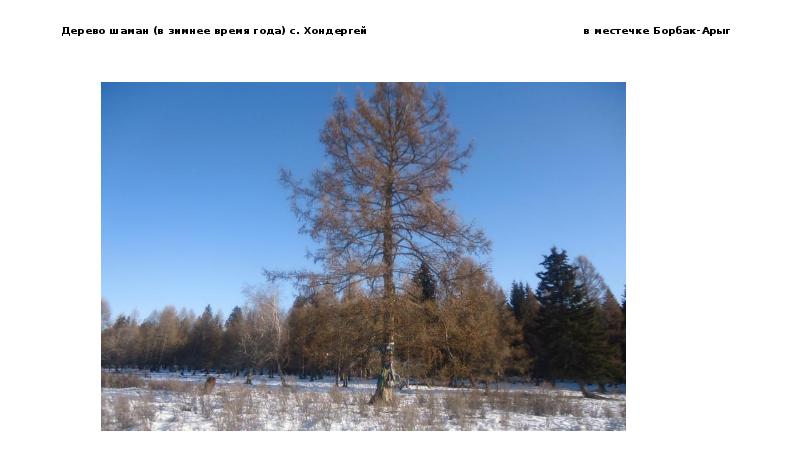 Дерево шаман в зимнее время