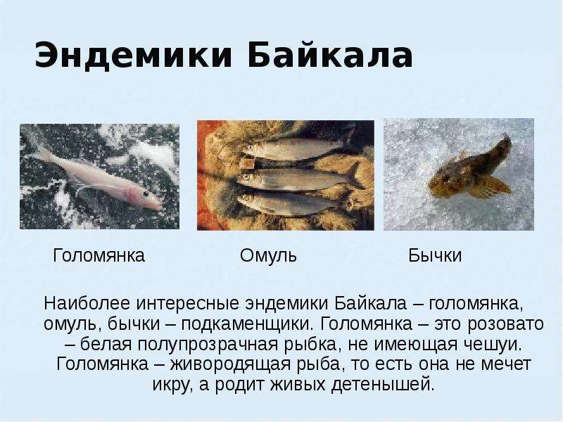 Эндемики Байкала Голомянка