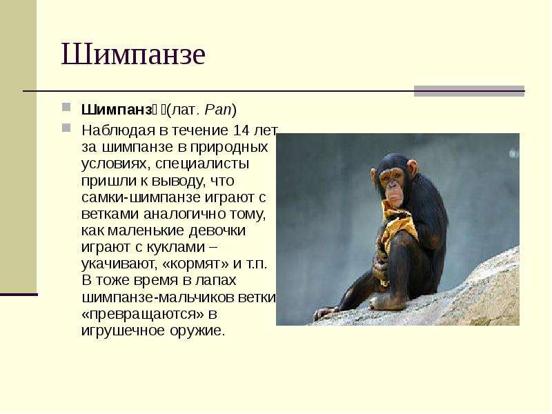 Шимпанзе Шимпанзе лат. Pan
