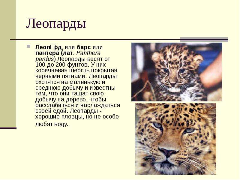 Леопарды Леопард, или барс