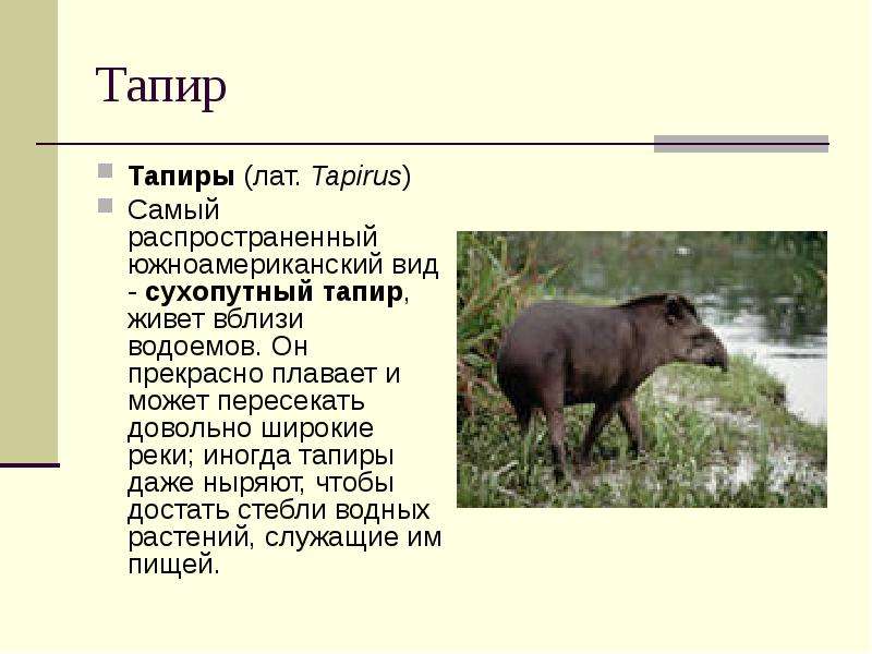 Тапир Тапиры лат. Tapirus