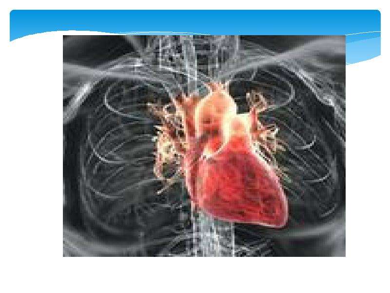 Презентация Изучение возрастных особенностей сердечнососудистой системы. Расчет адаптационного потенциала