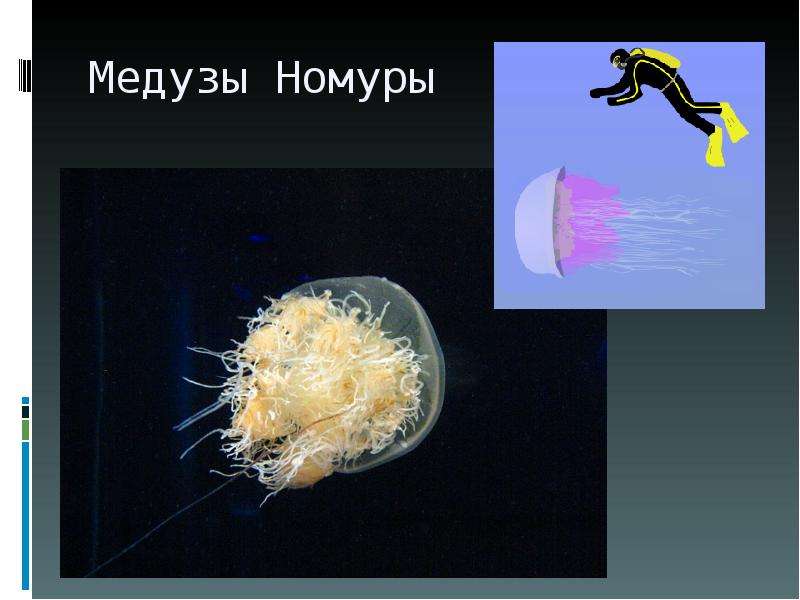 Медузы Номуры