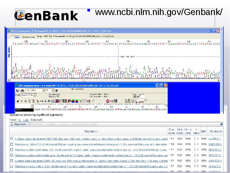 GenBank www.ncbi.nlm.nih.gov