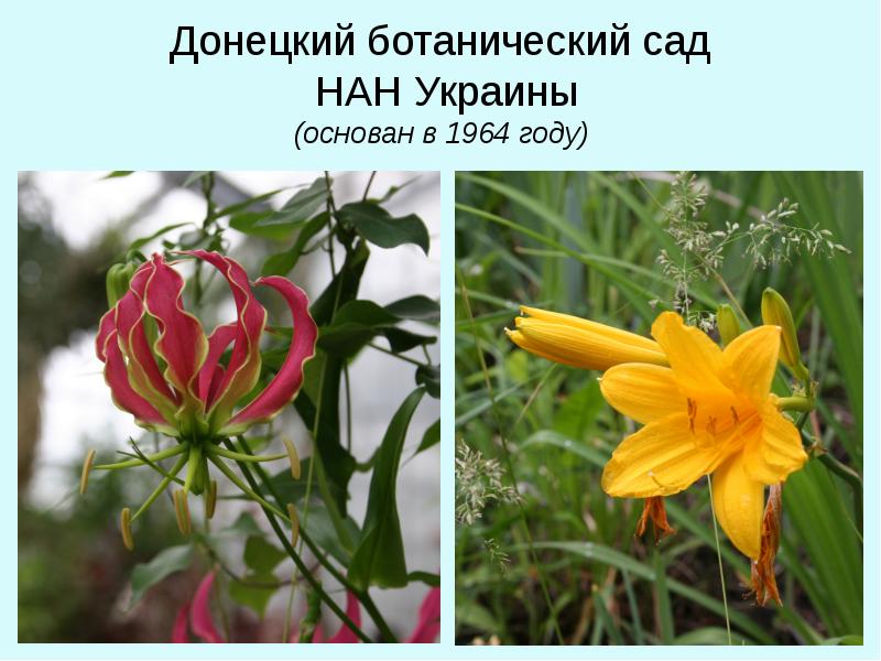 Донецкий ботанический сад НАН