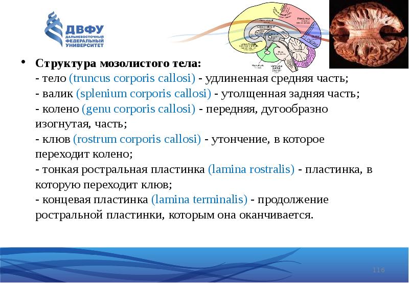 Структура мозолистого тела -