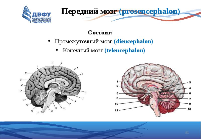 Передний мозг prosencephalon