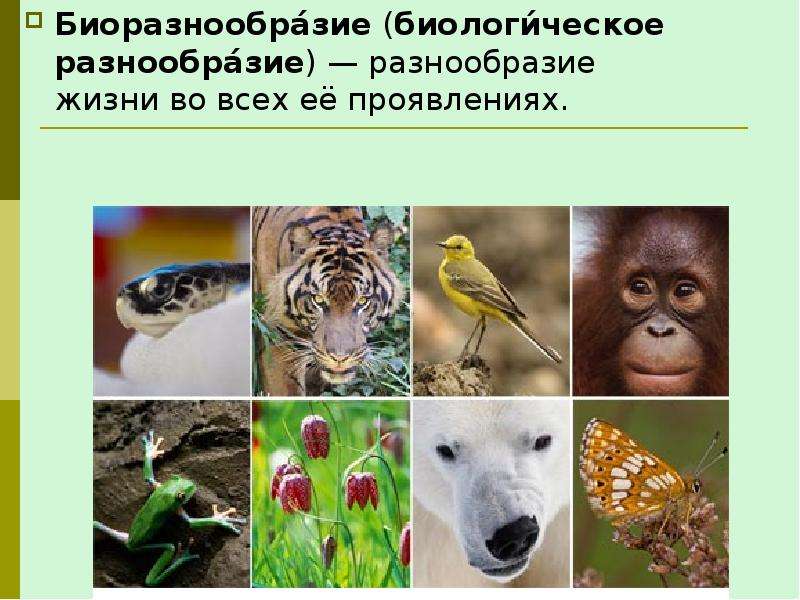 Биоразнообразие биологическое