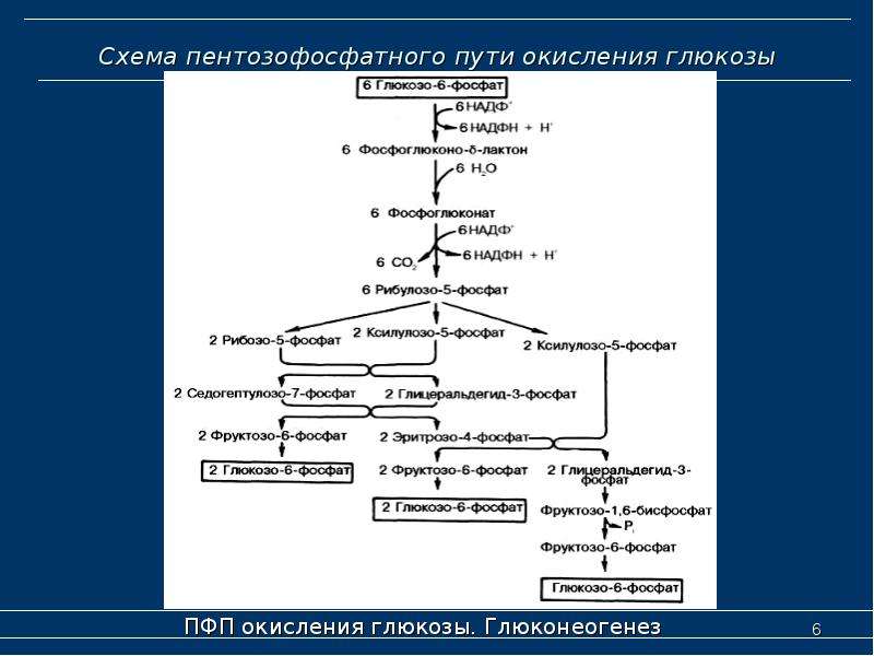 Схема пентозофосфатного пути
